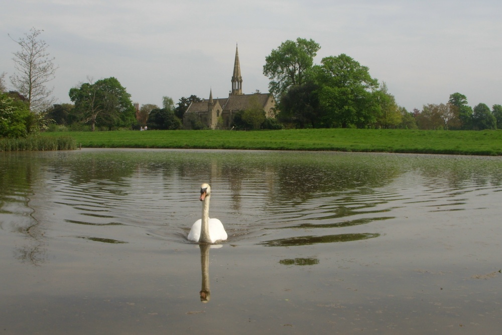 Swan on the lake at Charlecote Park photo by Stephanie Jackson