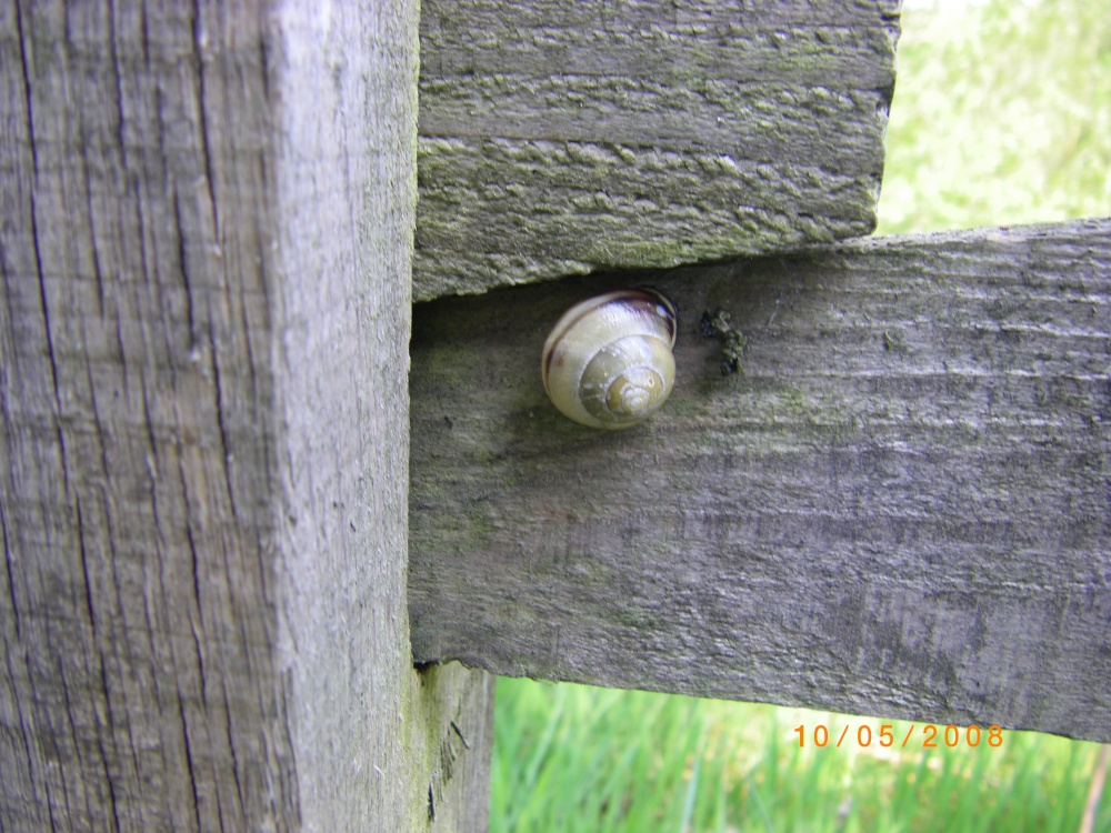 Snail
