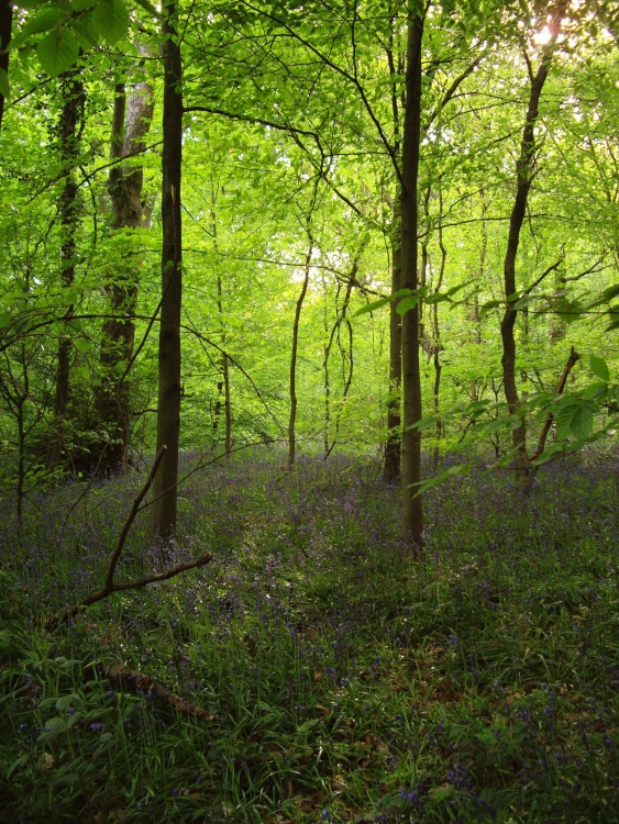 Bluebell woods