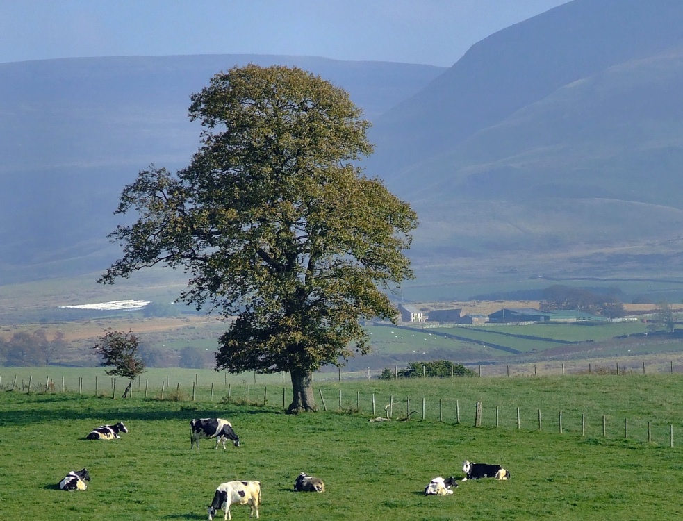 Countryside near Brougham castle. photo by Andy Edwards