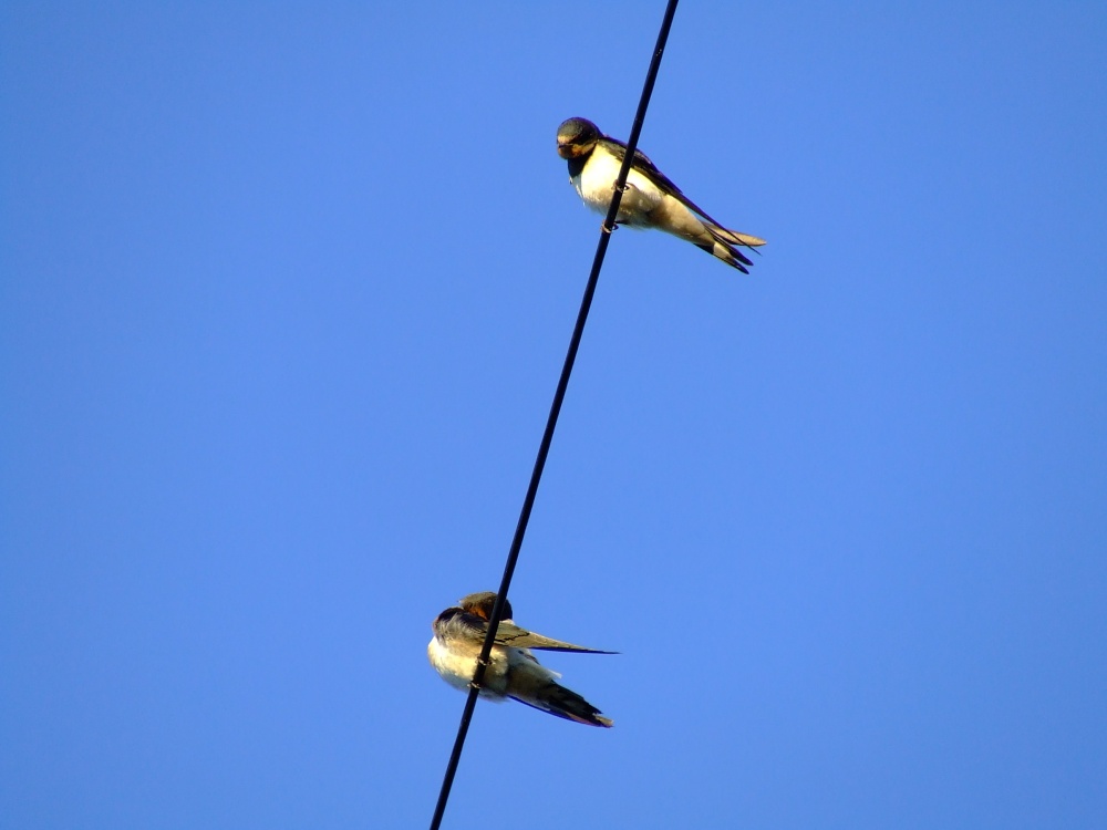 Swallows....hirundo rustica, Bishop Burton
