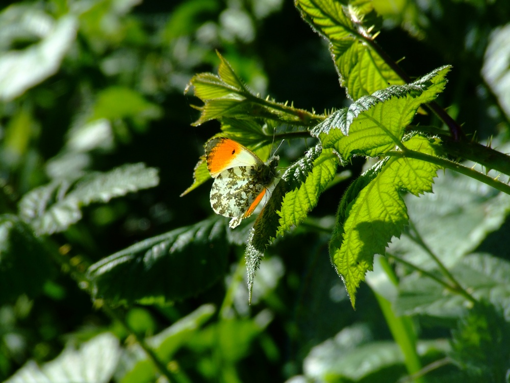 Orange tip butterfly....anthocharis cardamines