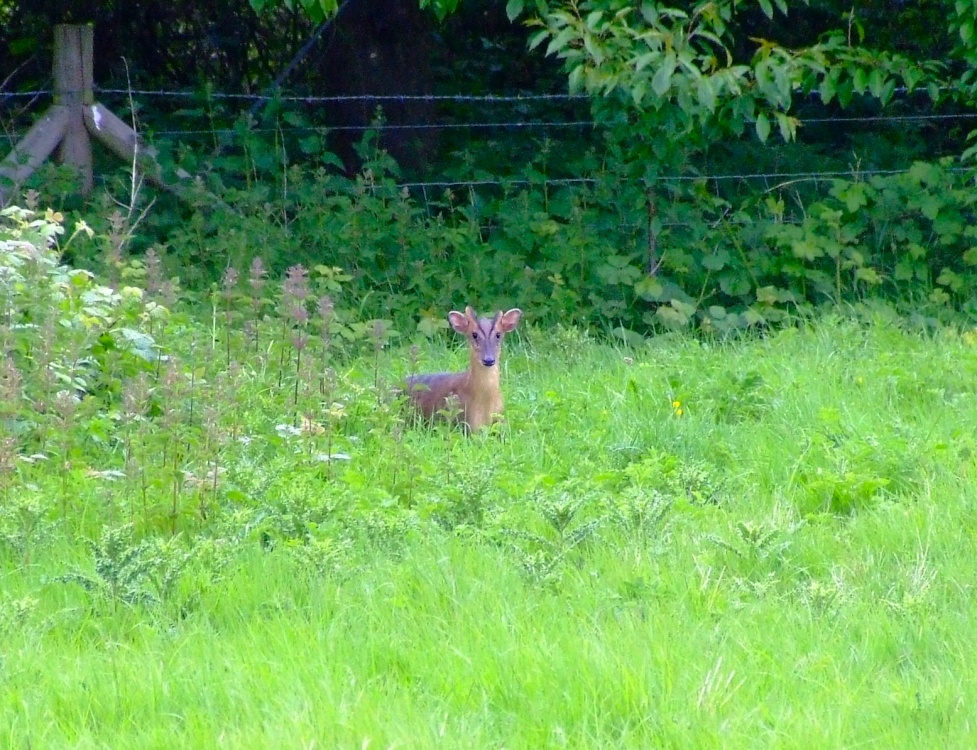 Photograph of Muntjac deer....muntiacus reevesi