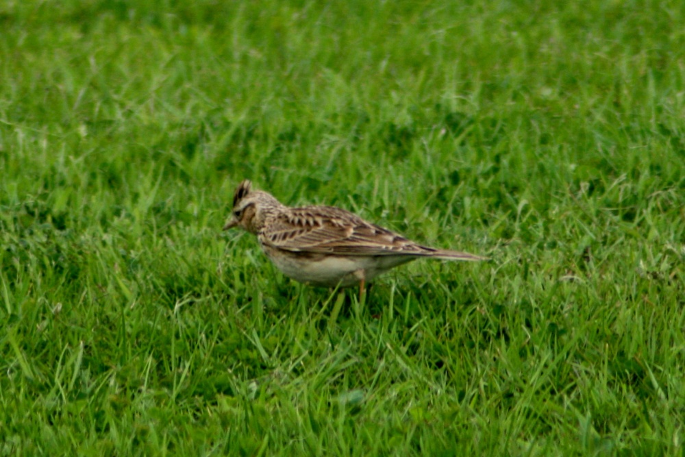 A Lark in the Grass