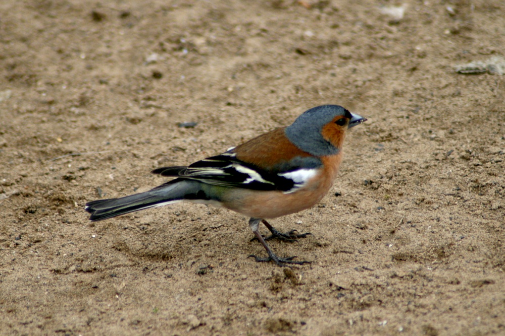 A Male Chaffinch on the river bank