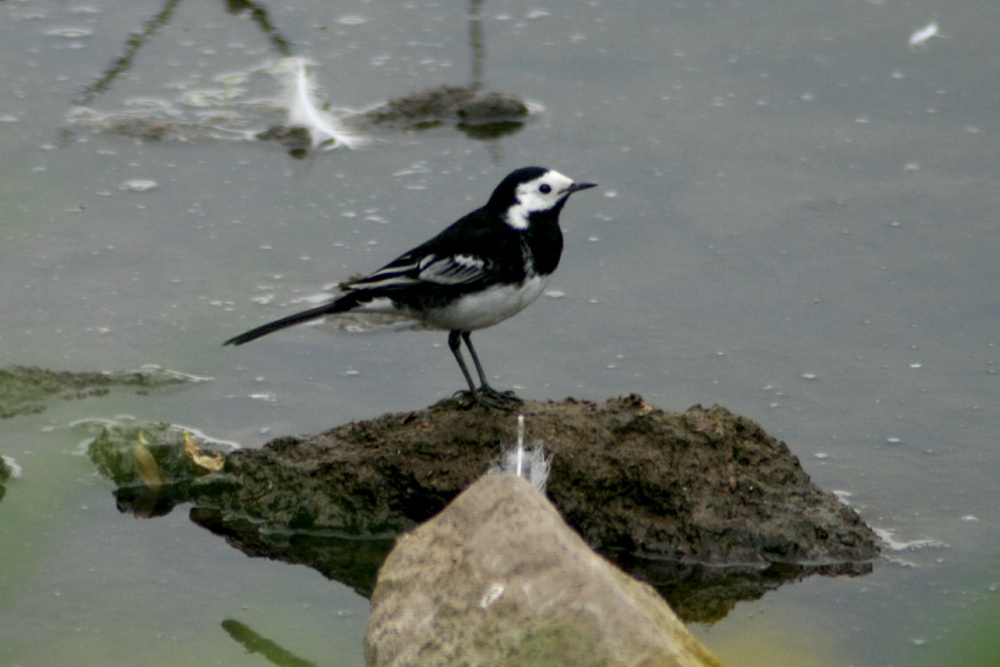Pied Wagtail.