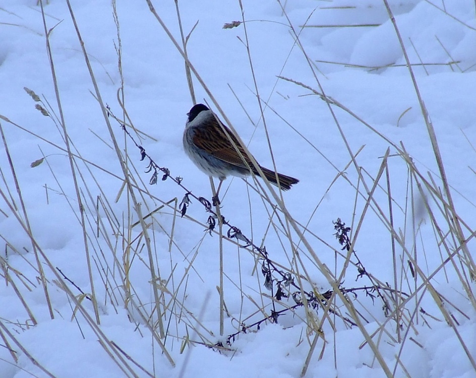 Reed bunting