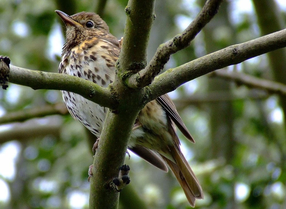 Young songthrush....turdus philomelos