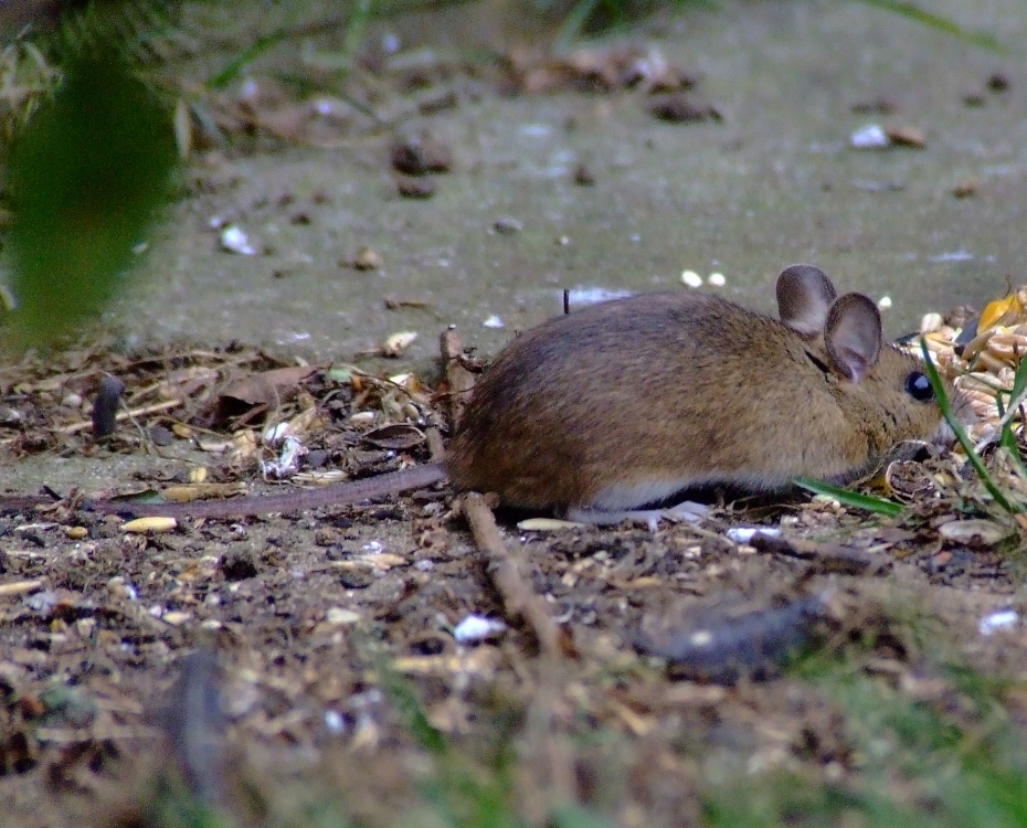 Woodmouse....apodemus sylvaticus