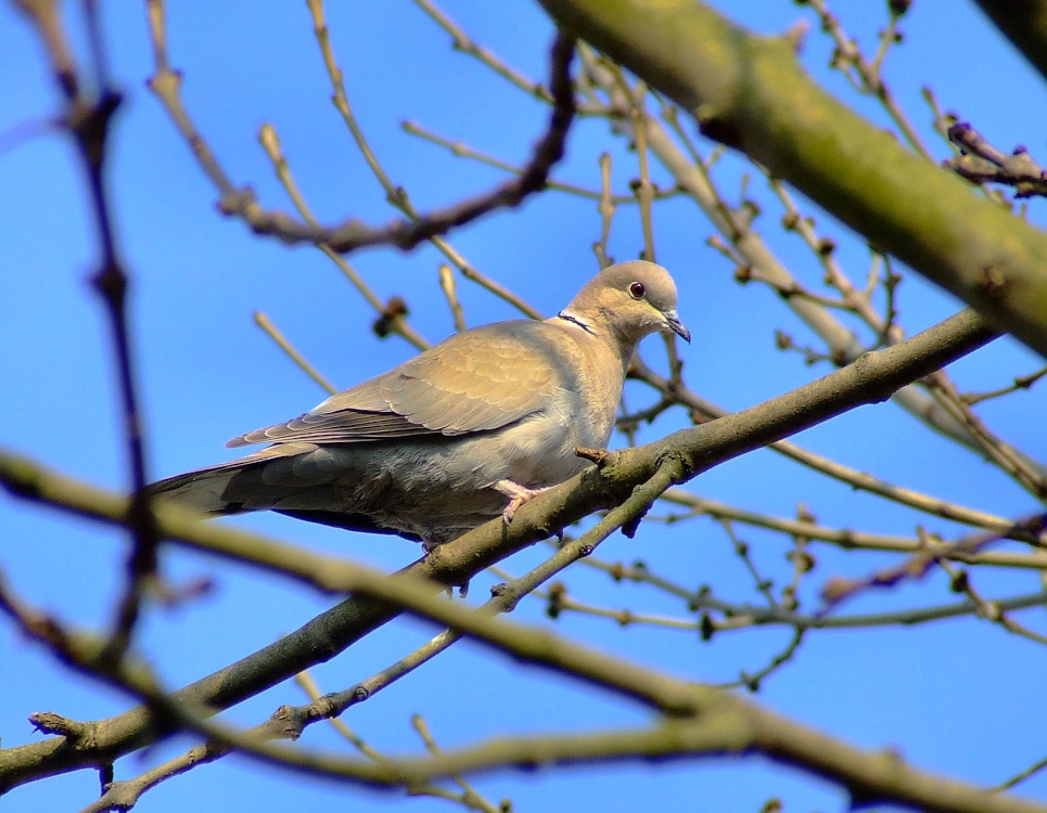 Collared dove....steptopelia decaocto