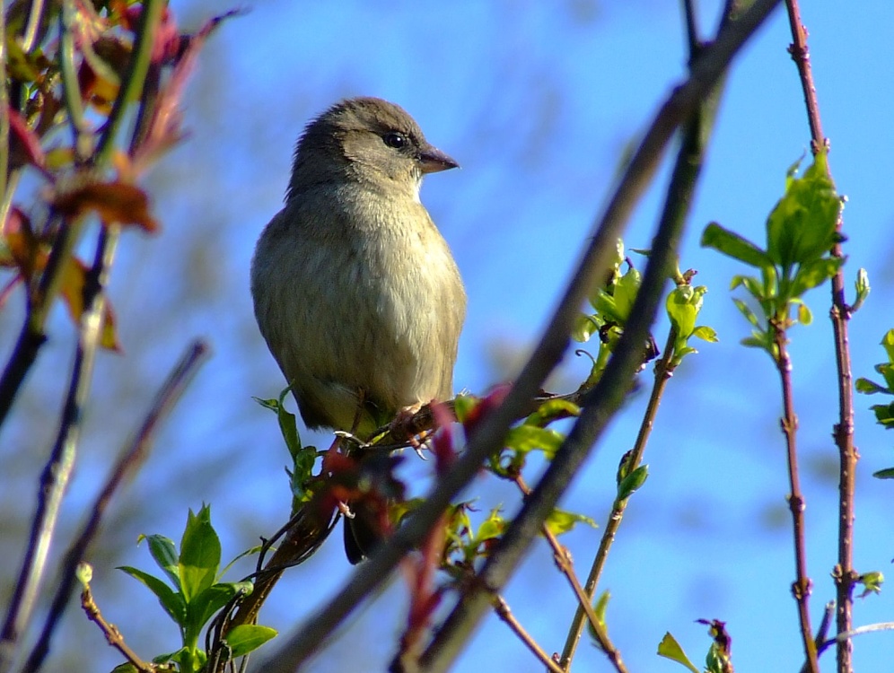 Hen house sparrow....passer domesticus