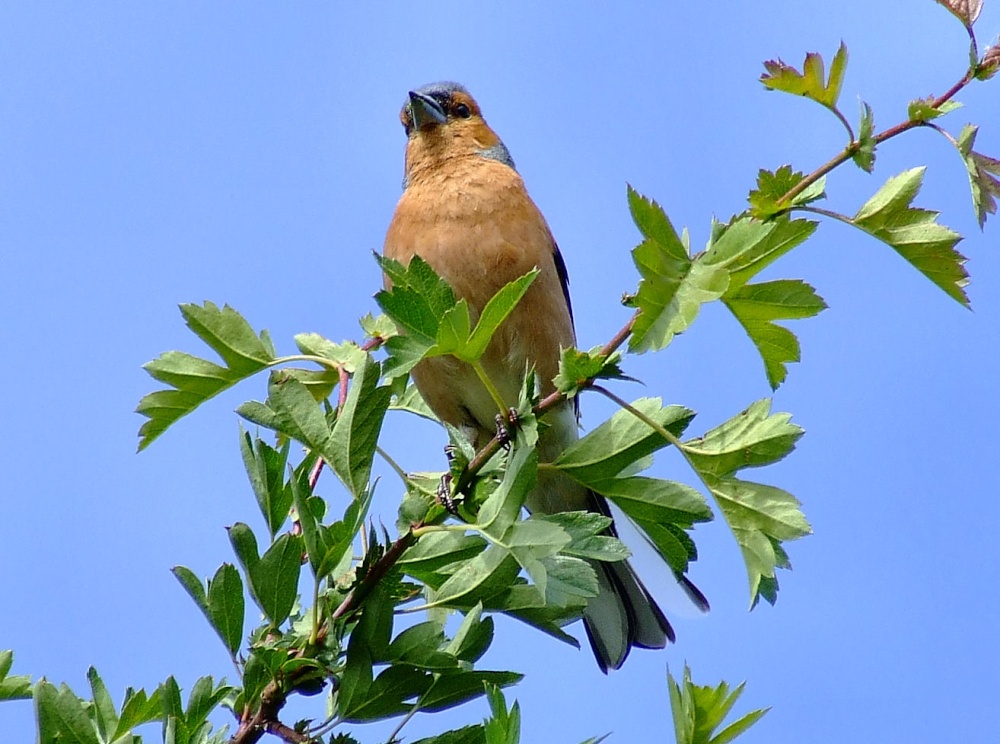 Chaffinch....fringilla coelebs