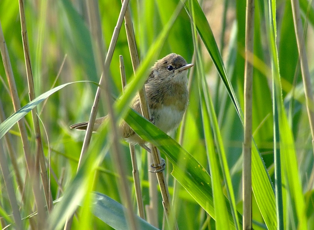 Sedge warbler....acrocephalus schoenobaenus