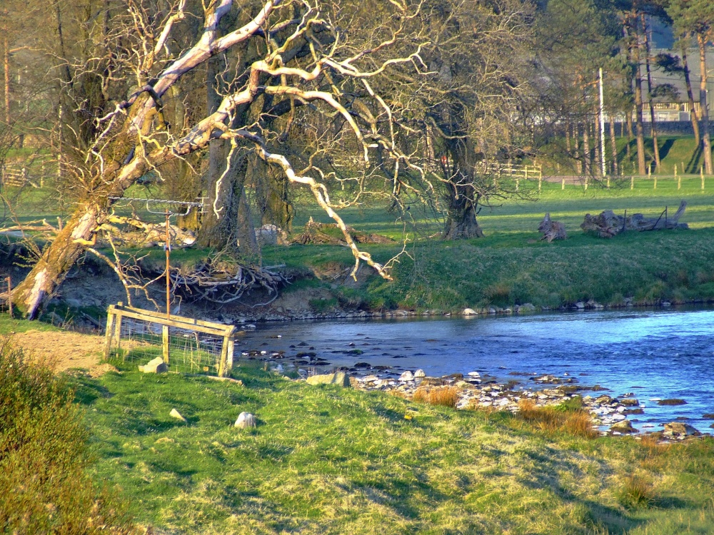 Photograph of Lovely old tree