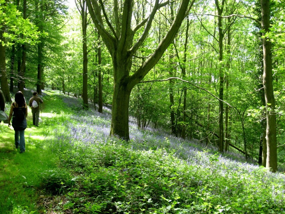 Bluebells in Wood on Longleat Estate