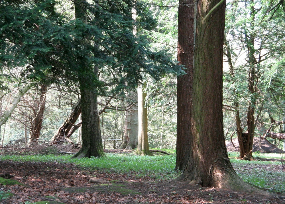 Forest Walk, Wallington Hall, Northumberland.