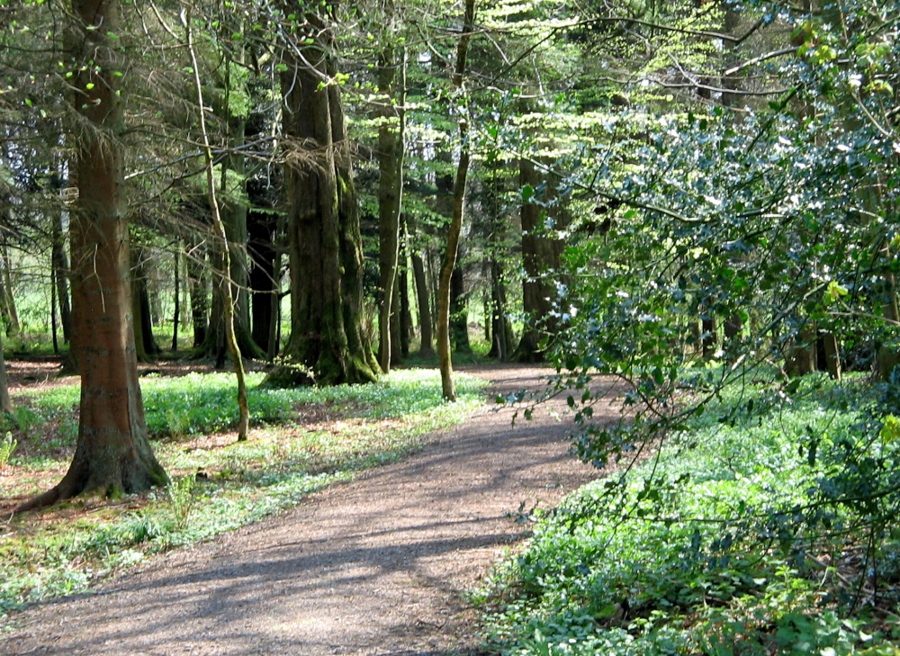 Forrest Walk, Wallington Hall, Northumberland.
