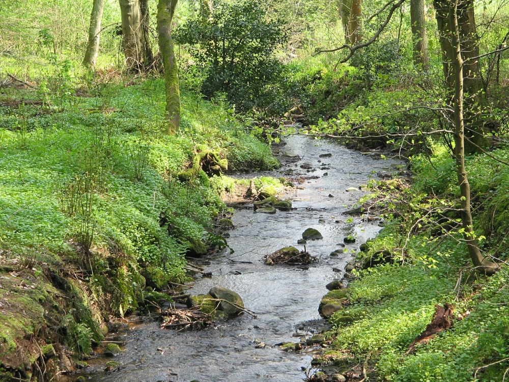 Woodland Stream, Wallington Hall, Northumberland.