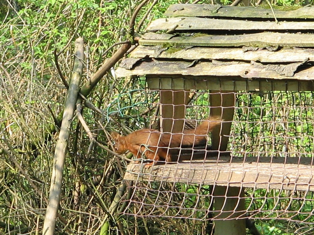 Red Squirrel seen from the nature hide at Wallington Hall, Northumberland.