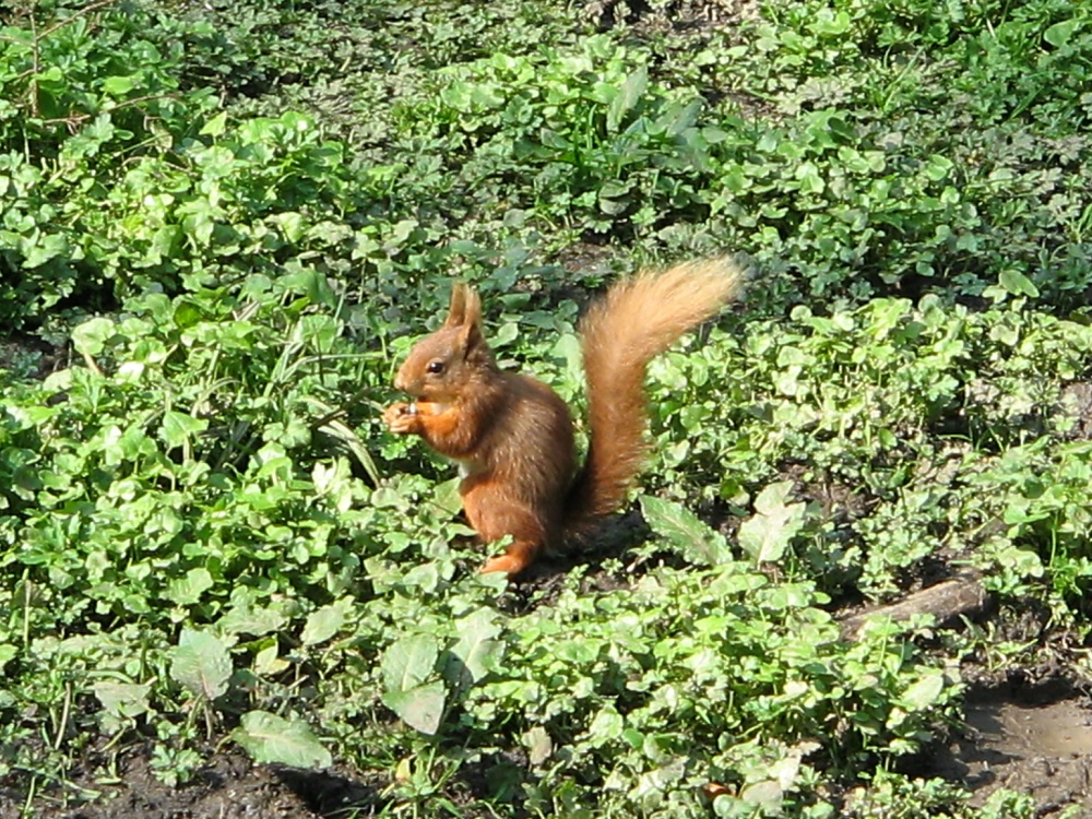 Red Squirrel seen from the nature hide at Wallington Hall, Northumberland.