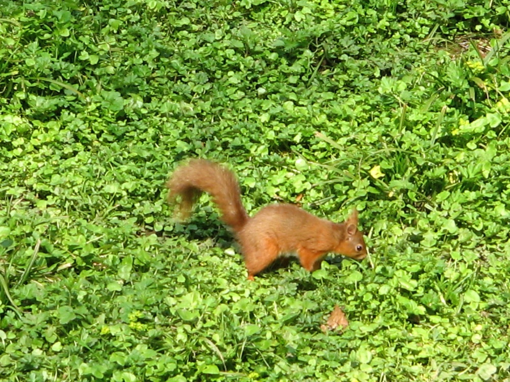 Red Squirrel seen from the nature hide at Wallington Hall, Northumberland.