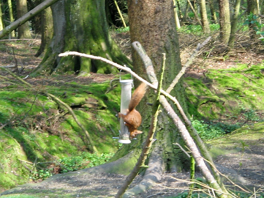 Red Squirrel seen from the nature hide at Wallington Hall, Northumberland.