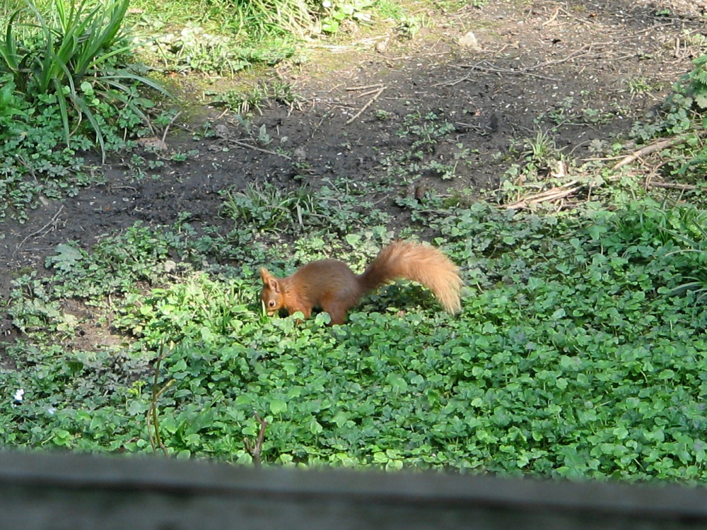 Red Squirrel seen from the nature hide at Wallington Hall, Northumberland.