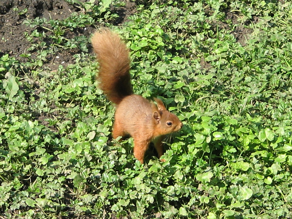 Red Squirrel seen from the nature hide at Wallington Hall, Northumberland.