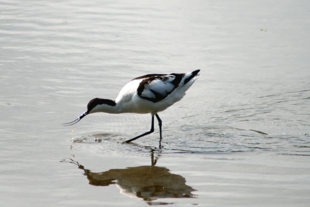 Avocet searching for food.
