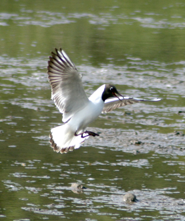 Black Headed Gull arriving at the lagoon at Washington Wetlands Centre.