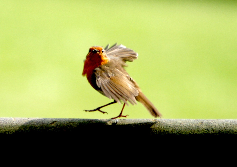 Robin taking Flight.