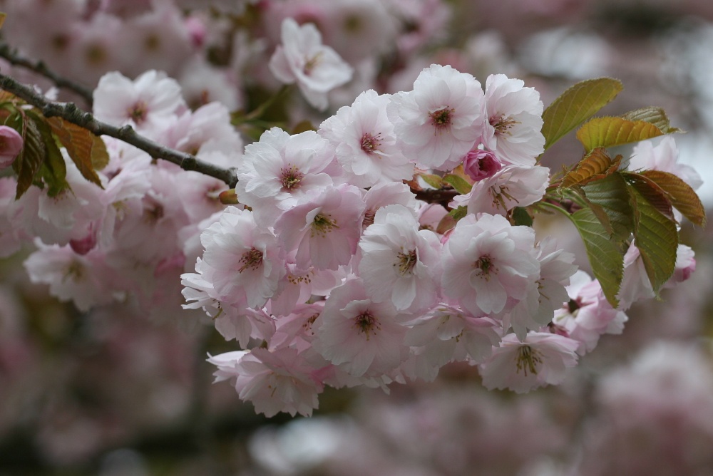 Photograph of Cherry Blossom