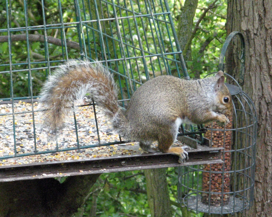 Grey Squirrel as seen from hide at Washington Wetland Centre.