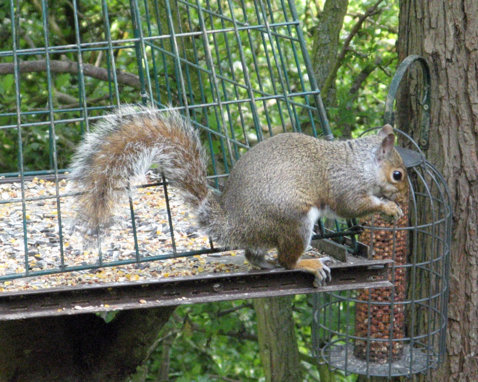 Grey Squirrel stealing from bird feeder as seen from hide at Washington Wetland Centre.