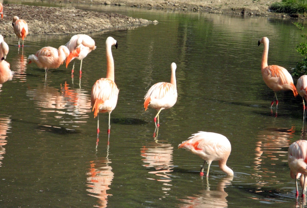 Flamingo's at Washington Wetlands Centre.