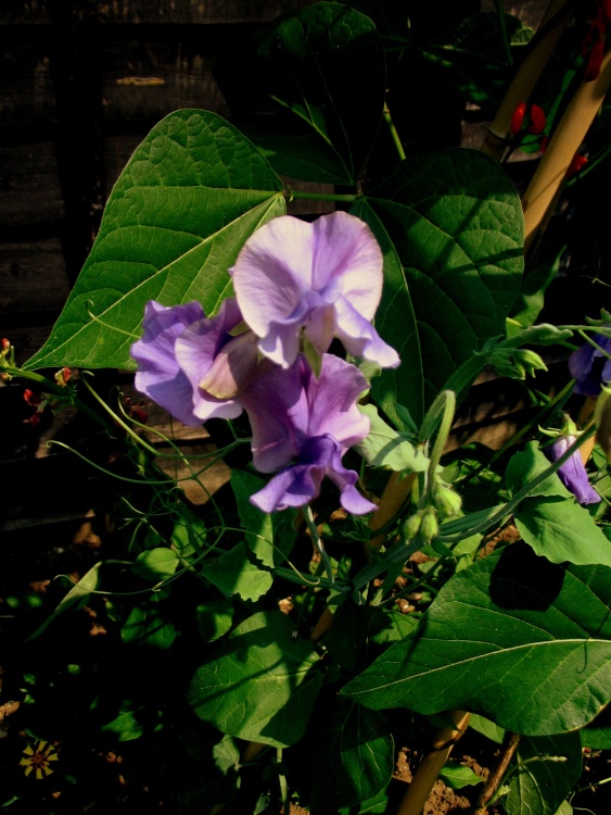 Sweet Peas in Sun Light