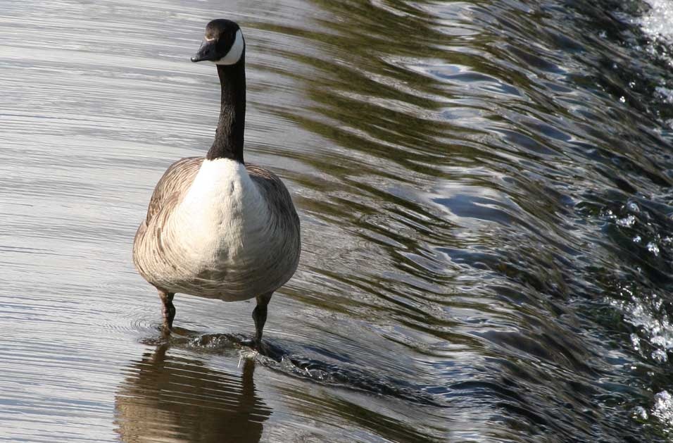 Canada goose on weir Abbey Park
