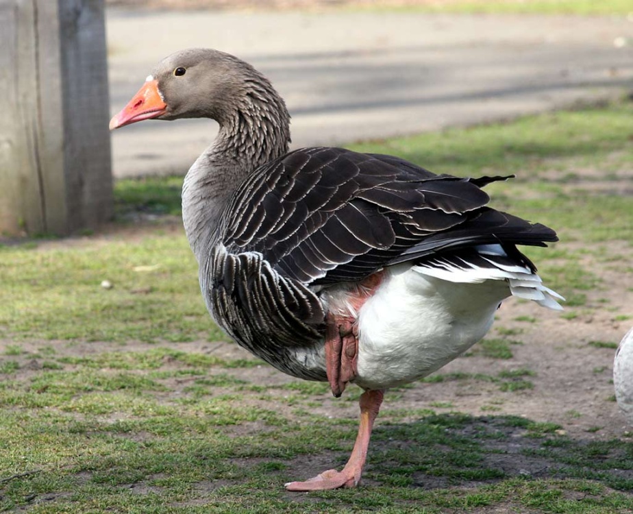 A goose at abbey park photo by Mark Corby