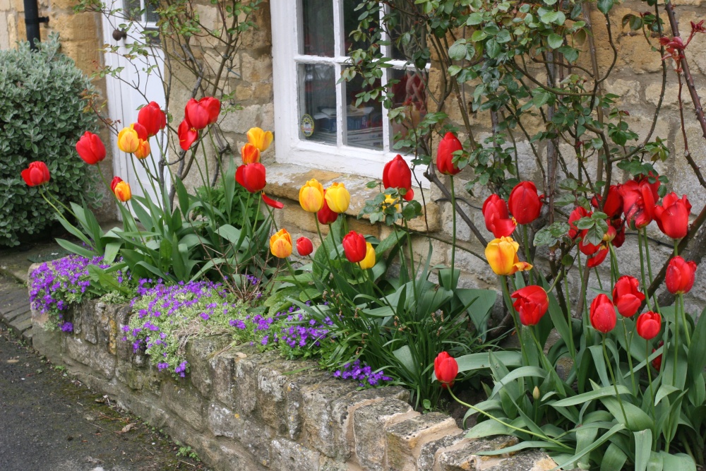 Photograph of Colourful Garden