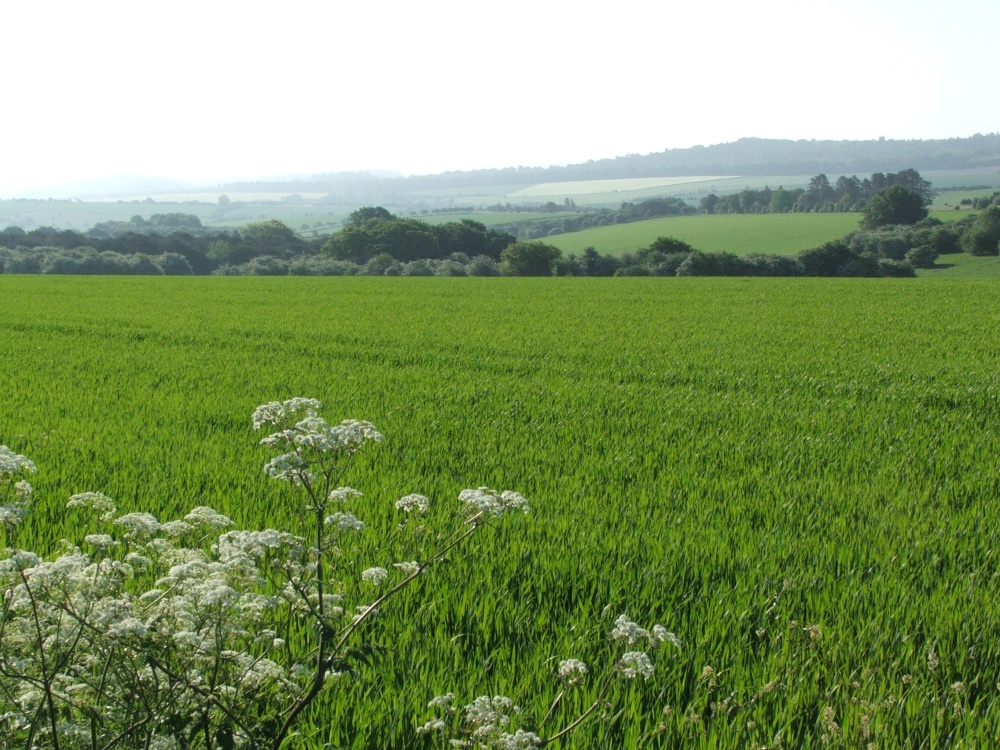 Spring morning view across fields near Chicklade, Wiltshire.
