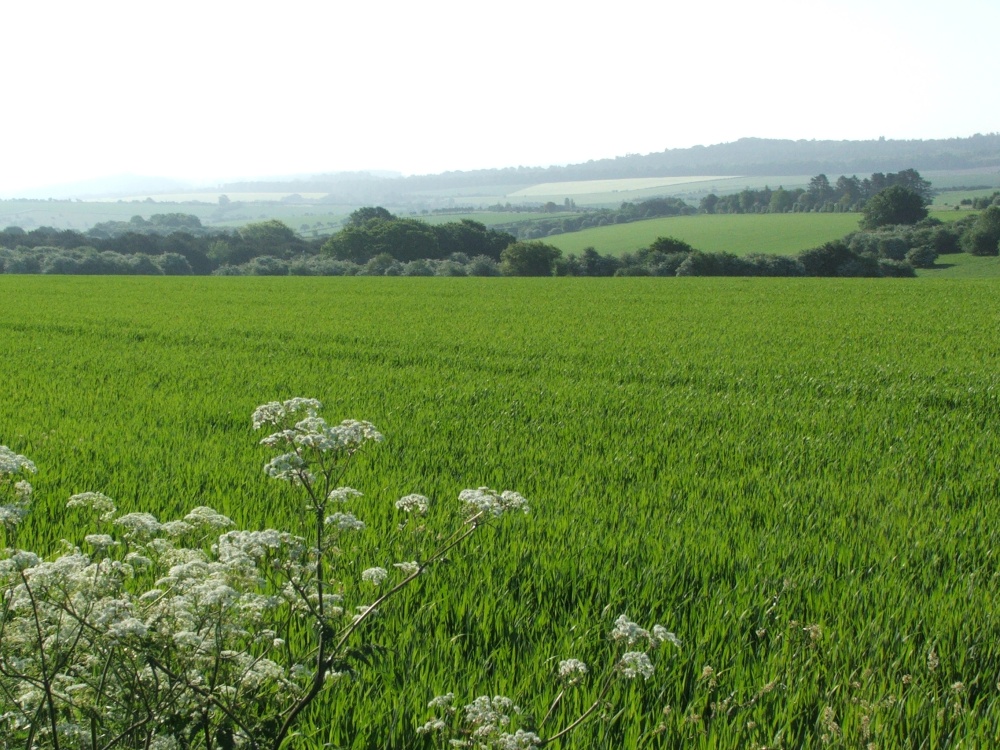 Photograph of Spring morning view across fields near Chicklade, Wiltshire.