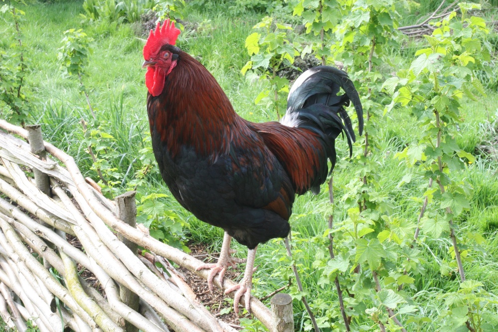 Photograph of Rooster at Palmer's Farm