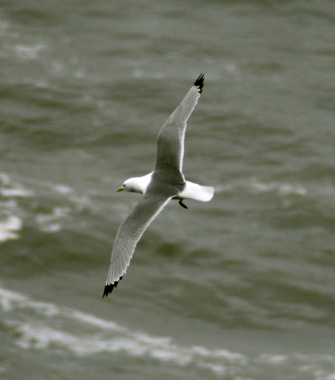 Kittiwake over a windswept north sea.
