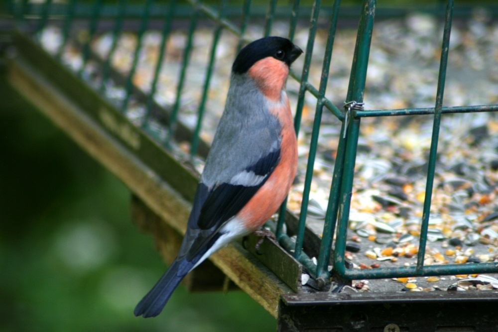 A male Bullfinchs on feeder, seen from nature hide at Washington Wetland Centre.