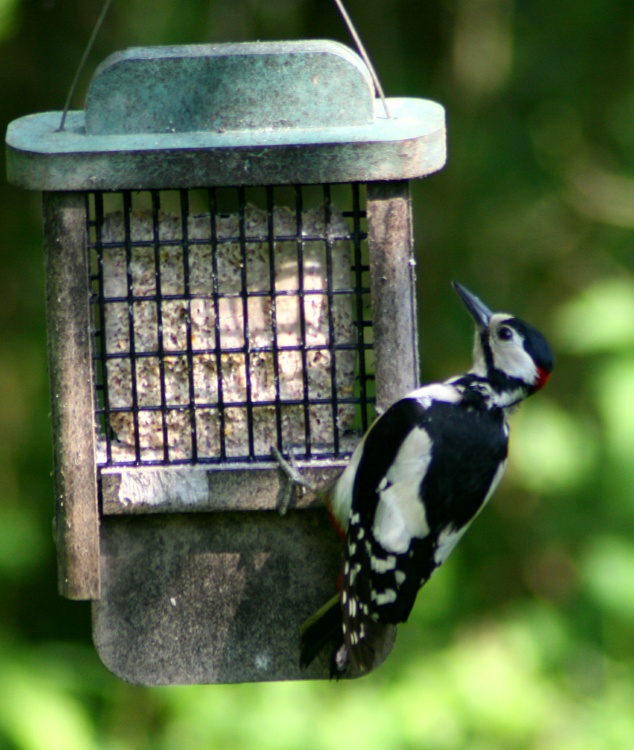 Great Spotted Woodpecker on feeder,  seen from nature hide at Washington Wetland Centre.