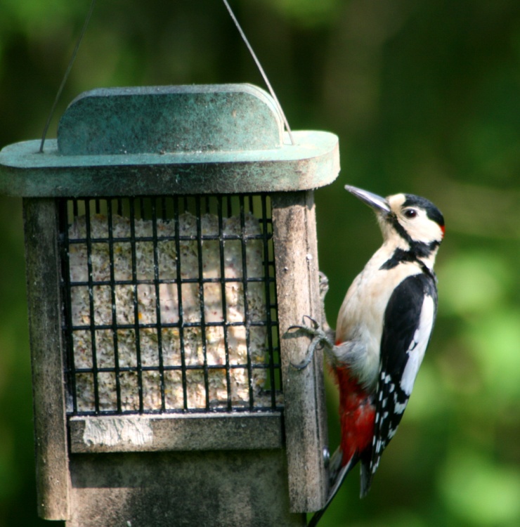 Great Spotted Woodpecker on feeder, seen from nature hide at Washington Wetland Centre.