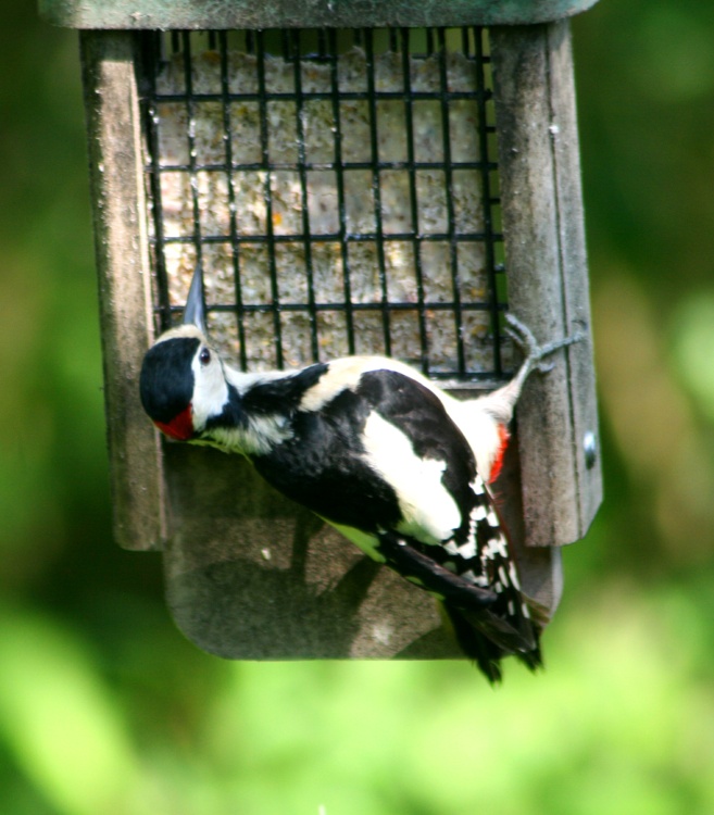 Great Spotted Woodpecker on feeder,  seen from nature hide at Washington Wetland Centre.