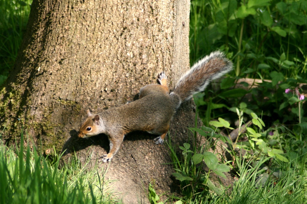 Grey Squirrel in woods at Washington Wetland Centre.
