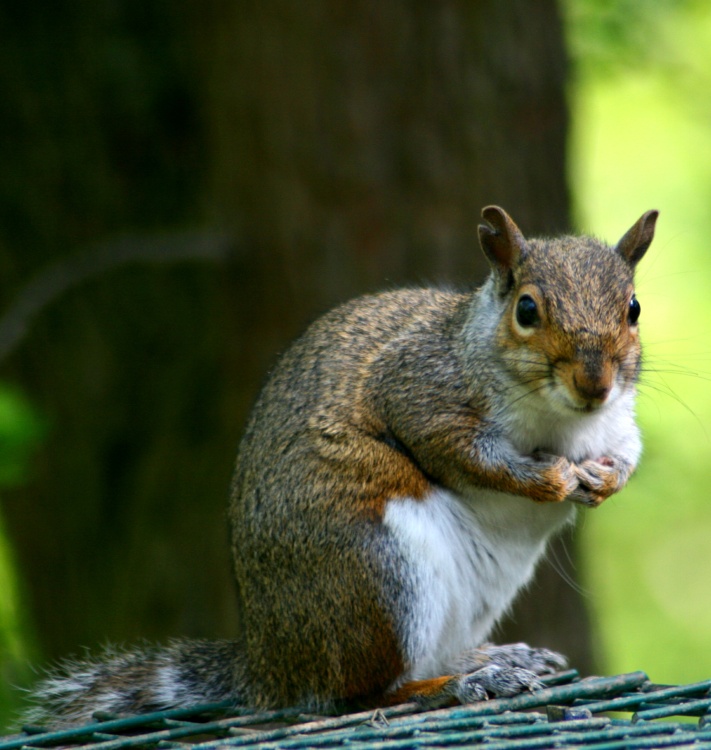 Grey Squirrel on bird feeder at Washington Wetland Centre.