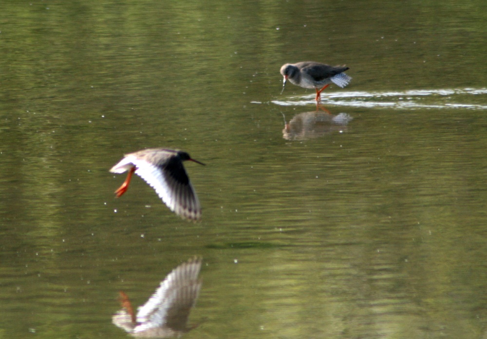 Redshanks at  the lagoon, at Washington Wetland Centre.